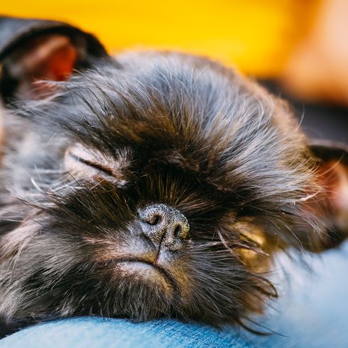 Brüsseler Griffon Griffon Bruxellois Welpe, Brüsseler Griffon Welpe schwarz, kleiner Stadthund, Hund geeignet für Senioren, kleiner süßer Hund