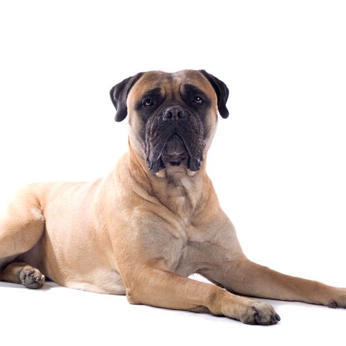 Hund, Säugetier, Wirbeltier, Hunderasse, Canidae, Bullmastiff, Fleischfresser, englischer Mastiff, klassischer Mastiff braun schwarz