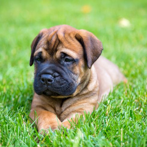 Bullmastiff Welpe Hund, Säugetier, Wirbeltier, Hunderasse, Canidae, Ori-pei, Fleischfresser, Bullmastiff, Rasse ähnlich Boerboel, Welpe englischer Mastiff,