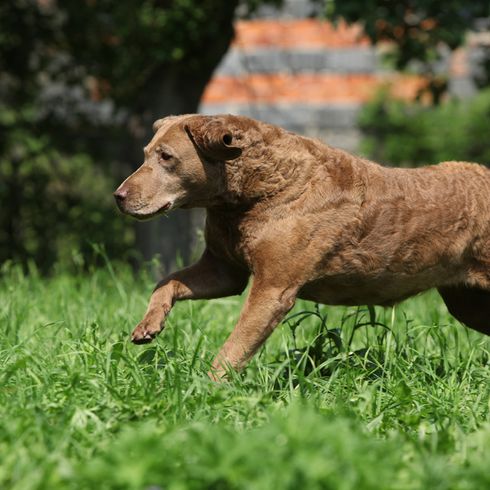 Chesapeake Bay Retriever braun springt über ein Feld um eine Beute zu erwischen, Apportierhund, Wasserhund, Retrieverrasse, Hunderasse, brauner großer Hund