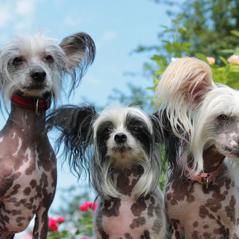 Hund, Säugetier, chinesischer Schopfhund, Wirbeltier, Hunderasse, Canidae, Fleischfresser, Begleithund, Schnauze, Terrier, Nackthund, hässlicher Hund, hässliche Hunderasse, nackte Hunderassen, weißer Chinesischer Schopfhund, schwarz weißer und grauer Chinesischer Schopfhund mit Stehohren behaart