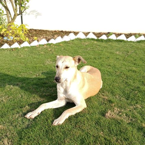 Indischer Pariah Hund der für die Jagd bestimmt ist, Jagdhund für den Adel, Indische Hunderasse, großer Hund, Windhund ähnlicher Hund, Riesenhunderasse