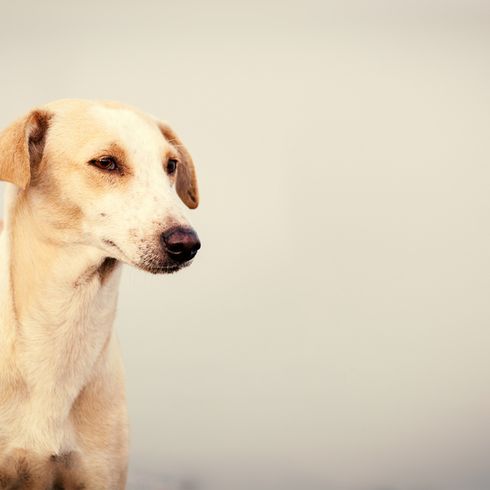 Chippiparai Chippiparai Hunderasse, Rassebeschriebung des großen indischen Hundes, Indian Pariah Hund