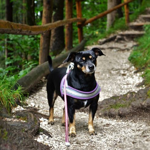 Hund, Pflanze, Fleischfresser, Zaun, Hunderasse, Arbeitstier, Halsband, Kitz, Begleithund, Gras,