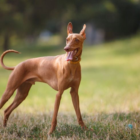 Cirneco dell Etnas auf einer WIese, mittelgroße Hunderasse rot braun, Hund mit sehr großen Stehohren, Fledermausohren