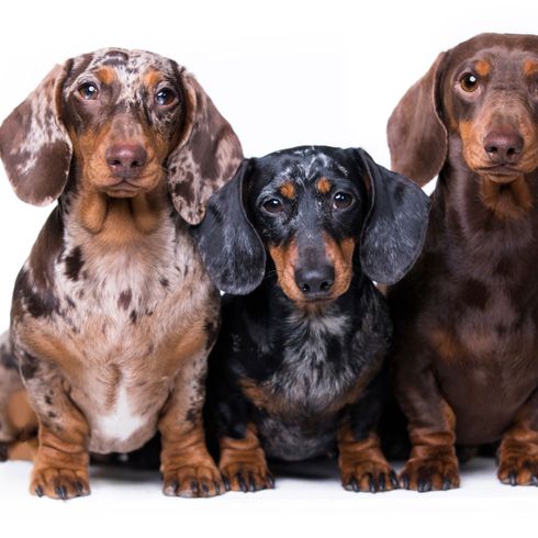 Hund, Säugetier, Wirbeltier, Hunderasse, Canidae, Dackel, Fleischfresser, Hund, Jagdhund Dackel in Sonderfarben loh und merle und blue merle