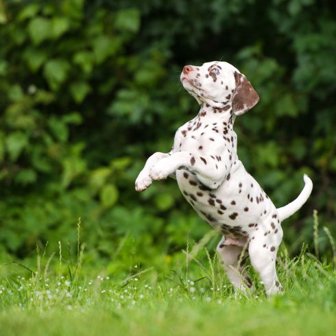 Hund, Säugetier, brauner Dalmatiner Welpe, Wirbeltier, Canidae, Hunderasse, Fleischfresser, Nicht-Sportgruppe, Zeiger, Sportgruppe, weißer Hund mit braunen Punkten, außergewöhnliche Hunderasse