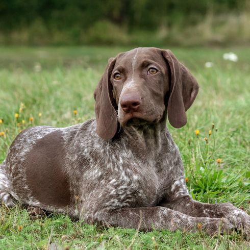 ausgewachsener großer Deutsch Kurzhaar Hund der braun ist und weiße Punkte hat, Sieht ähnlich aus wie ein Pointer oder Springer Spaniel mit kurzen Haaren