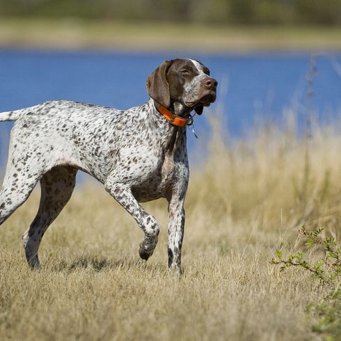 Deutsch Kurzhaar Ganzkörper Foto, Deutsche Hunderasse, Deutsche Pointer zeigt an dass er was gefunden hat, deutscher Jagdhund, Hund mit kurzem Schwanz, deutscher Hund mit kurzer Rute