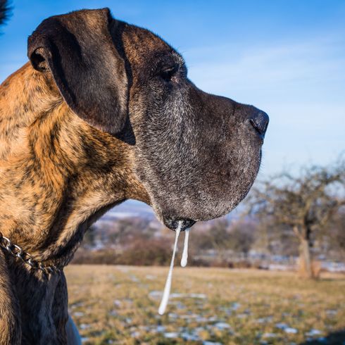 Hund, Säugetier, Wirbeltier, Hunderasse, Canidae, Fleischfresser, Schnauze, Dogge, Tigerfarbe, sabbernder Hund, Riesenrasse