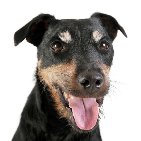 Deutscher Jagdterrier Deutscher Jagdterrier, Hund aus Deutschland klein, kleiner rauhaariger Hund aus Deutschland