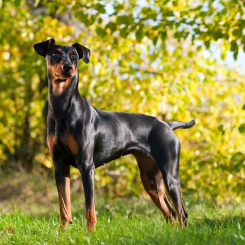 Deutscher Pincscher steht auf einer Wiese und schaut in die Kamera, Hund der schwarz glänzt, glänzendes Fell, deutsche Hunderasse, mittelgroße Hunderasse mit Kippohren