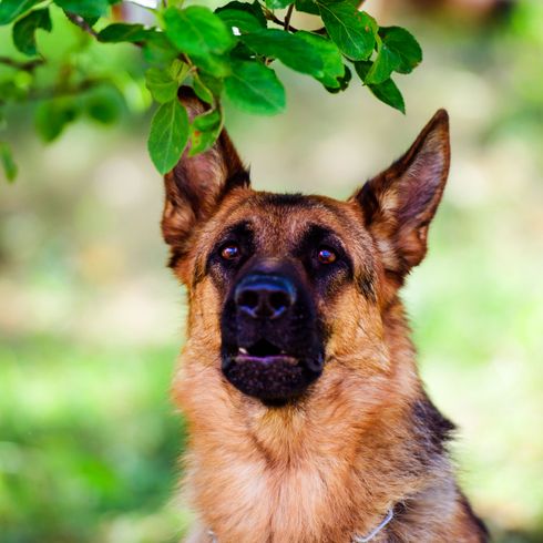 Hund, Säugetier, Wirbeltier, Hunderasse, Canidae, Schäferhund, Fleischfresser, deutsche Hunderasse, beliebte deutsche Rasse, deutscher Schäferhund, brauner großer Hund, Listenhund, Polizeihund