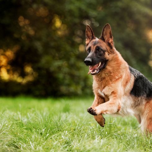 Hund, Säugetier, Deutscher Schäferhund läuft über eine Wiese und ein Feld, Wirbeltier, Ähnliche Rasse wie Altdeutscher Schäferhund, Canidae, Hunderasse, Fleischfresser, Rasse ähnlich Osteuropäischer Schäferhund, Hund ähnlich Königlicher Schäferhund,