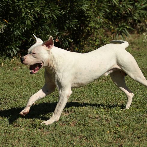 Hund, Säugetier, Wirbeltier, Hunderasse, Canidae, Dogo guatemalteco, junger weißer Dogo argentino, Cordoba Kampfhund läuft über eine Wiese, Fleischfresser, großer muskulöser Hund