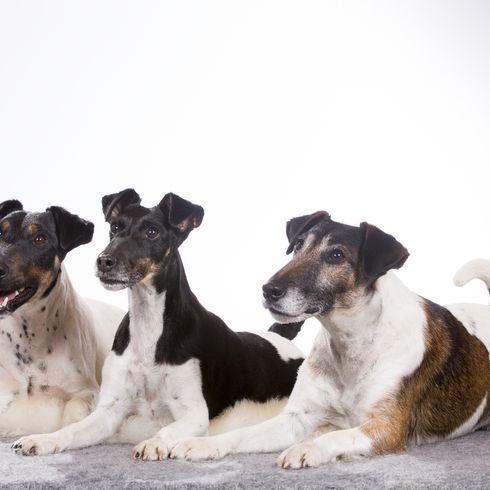 drei Glatthaar Foxterrier Glatthaar Foxterrier drei, mittelgroßer Hund mit langer Schnauze, Hund mit Kippohren, Familienhund, Wachhund, Jagdhund, aktive Hunderasse für Familien, sportlicher Hund aus Großbrittanien, englische Hunderasse mit glattem Fell, dreifärbig