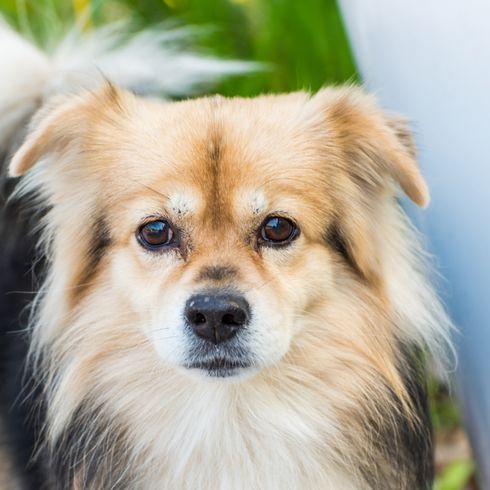 Tibet Spaniel mit drei Farben, dreifärbiger Hund, Tibetan Spaniel