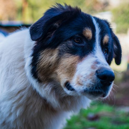 Ellenikós Poimenikós Rassebeschreibung eines griechischen Schäferhunds, Schafhund, Herdenhund, Hütehund aus Griechenland, große Hunderasse, Urrasse, typische Hunderasse aus Griechenland, Mittellanges Fell beim Hund, große Hunderasse mit Dreiecksohren