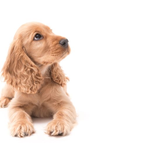 Hund, Säugetier, Wirbeltier, Canidae, Hunderasse, blonder Cockerspaniel, blonder englischer Cockerspaniel, Fleischfresser, Spaniel, kleiner cremefarbener Welpe mit Schlappohren