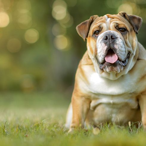Englische Bulldogge dick Hund, Säugetier, Wirbeltier, Hunderasse, Canidae, alte englische Bulldogge, Bulldogge, dicke alte englische Bulldogge, Fleischfresser, Begleithund, Kampfhund, neigt zu Übergewicht
