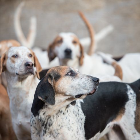 English Foxhound Meute, Hund aus Großbritannien, Hund aus England, Jagdhund, Hund ähnlich Beagle