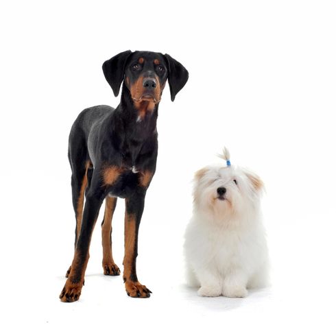 erdelyi-kopo erdelyi-kopo, ungarische Hunderasse, Hund aus Ungarn, großer braun schwarzer Hund ähnlich Dobermann, Siebenbürgen Hund