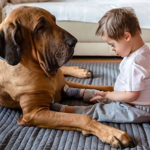 Fila Brasileiro mit Kleinkind Downsyndrom Hund, Säugetier, Wirbeltier, Canidae, Hunderasse, Riesenhunderasse, Tosa, Rasse ähnlich englischer Mastiff, Fleischfresser, Hund ähnlich Boerboel, Fila Brasileiro sitzt neben einem Kind mit Downsyndrom