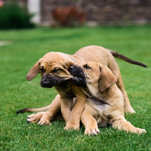 Fila Brasileiro Welpen raufen Hund, Säugetier, Wirbeltier, Hunderasse, Canidae, Fleischfresser, Rasse ähnlich englischer Mastiff, Gras, Schnauze, schwarzer Mund, brauner Welpe rauft, Fila Brasileiro Welpen spielen und beißen sich in die Wangen