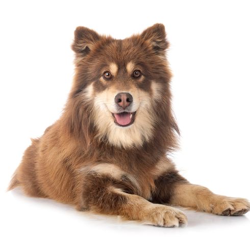 Finnischer Lapphund Temperament, brauner Lapphund