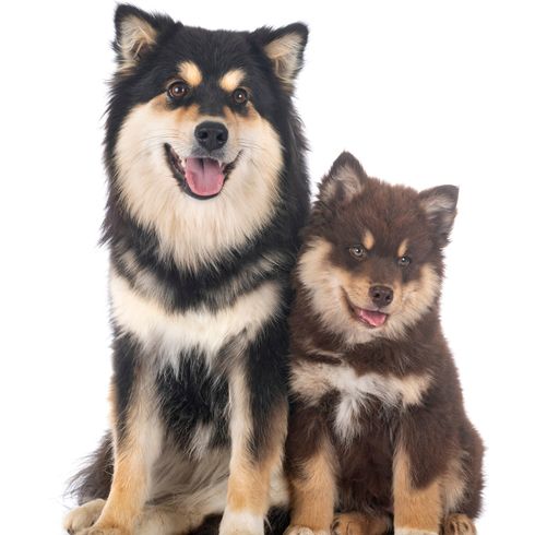 zwei Finnische Lapphunde nebeneinander, Hund mit langem Fell, kleiner brauner Welpe mit langem Fell und großer Hund aus Finnland