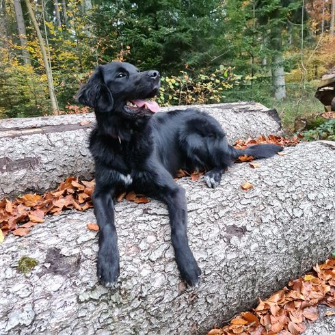 Hund,Pflanze,Fleischfresser,Hunderasse,Baum,Begleithund,Straßenbelag,Schwanz,Sportgruppe,Landschaft,