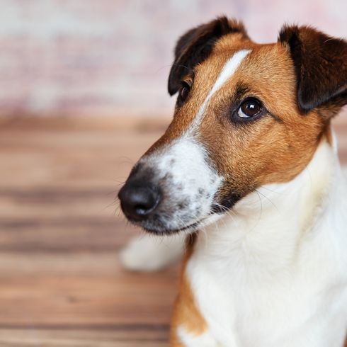 Glatthaar Foxterrier, mittelgroßer Hund mit langer Schnauze, Hund mit Kippohren, Familienhund, Wachhund, Jagdhund, aktive Hunderasse für Familien, sportlicher Hund aus Großbrittanien, englische Hunderasse mit glattem Fell, dreifärbig