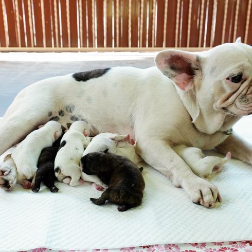 Hund, Säugetier, Wirbeltier, Hunderasse, Canidae, weiß schwarze Französische Bulldogge säugt ihr Welpen, Bulldogge, Spielzeugbulldogge, Begleithund, schwarz weiße Welpen trinken bei der Mutter ihre Milch