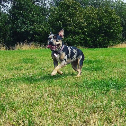 French Bull Terrier © Christina Krause Hund,Pflanze,Hunderasse,Fleischfresser,Begleithund,Rehkitz,Arbeitstier,Gras,Baum,Schwanz,