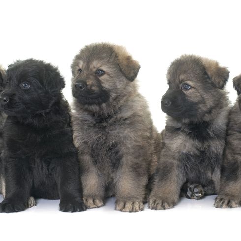 Fünf graue Altdeutsche Schäferhund Welpen Hund, Säugetier, Wirbeltier, Hunderasse, Canidae, kaukasischer Schäferhund, Fleischfresser, Welpe, Sarplaninac, Neufundland, Fünf graue Altdeutsche Schäferhund Welpen sitzen vor weißem Hintergrund