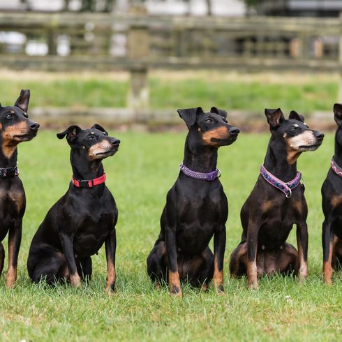 fünf Manchester Terrier Hunde Füng Manchester Terrier Hunde, Hund ähnlich Dobermann nur kleiner, Pinscher