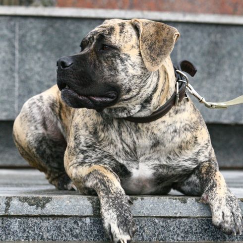 Hund, Säugetier, Wirbeltier, Canidae, Hunderasse, Fleischfresser, Schnauze, gefleckter Boerboel an Leine liegt auf Steinstufen