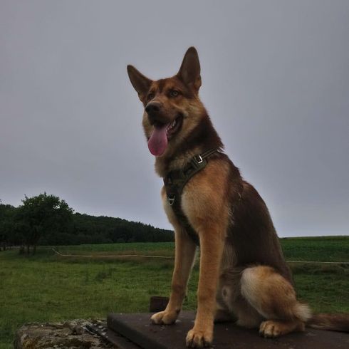 Gerberian Shepsky © Sandra Weber Hund,Himmel,Hunderasse,Fleischfresser,Kitz,Deutscher Schäferhund,Pflanze,Begleithund,Hütehund,Schnauze,