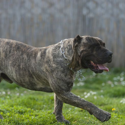 gestromte Dogo Canario mit kupierten Ohren Hund, Säugetier, Wirbeltier, Hunderasse, Canidae, Fleischfresser, Rasse Dogo Canario gestromt, Rasse ist auch ein Molosser, gestromter Presa Canario Hund, kupierte Ohren