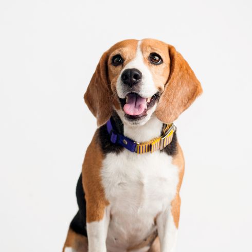glücklicher Beagle Hund, Säugetier, Wirbeltier, Hunderasse, Canidae, Beagle, Beagle-Harrier, Fleischfresser, glücklicher Beagle vor weißem Hintergrund