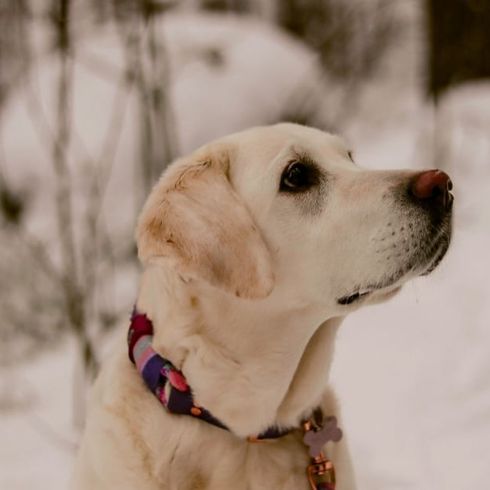 Hund,Schnee,Hunderasse,Fleischfresser,Halsband,Schnurrhaare,Rehbraun,Begleithund,Einfrieren,Hundehalsband,