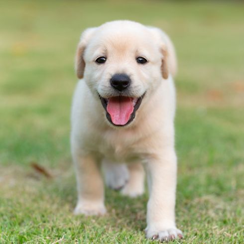 Golden Retriever Welpe lacht Hund, Säugetier, Wirbeltier, Hunderasse, Canidae, Rasse ähnlich Labrador Retriever, Welpe, Retriever, Fleischfresser, Sporting Group, Golden Retriever Welpe in creme