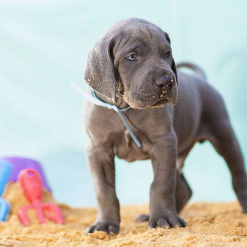 graue Dogge Welpe Hund, Säugetier, Wirbeltier, Hunderasse, Canidae, Weimaraner, Fleischfresser, Welpe, Deutsche Dogge, Sporting Group, graue Dogge