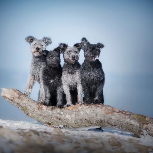 mehrere graue Pumi Hunde geschoren sitzen auf einem Baumstamm