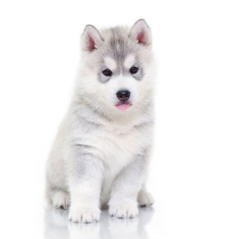 grauer Husky Welpe Hund, Säugetier, Siberian Husky, Wirbeltier, Canidae, Rasse ähnlich Alaskan Malamute, Fleischfresser, Hunderasse, Siberian Husky Welpe grau weiß