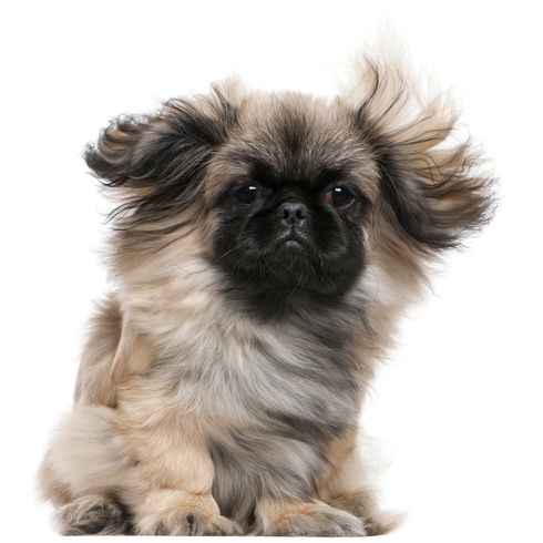 grau braun weißer Pekingese Welpe mit kurzer Schnauze und sehr langem Fell