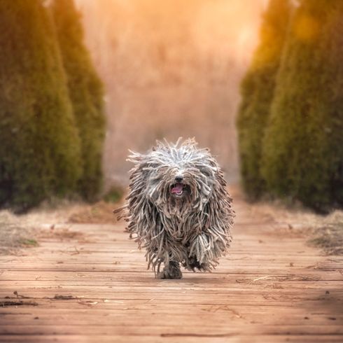 Hund, Canidae, Bergamasco-Hirte, Fleischfresser, Terrier, Sporting Group, Hunderasse, Rasse ähnlich spanischer Wasserhund, grauer Puli Hund, Wischmophund, Hund mit außergewöhnlichem Fell, seltene Rasse