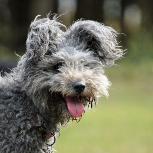 grauer Hund mit Locken lacht auf einer Wiese, Pumi aus Ungarn