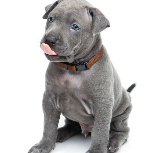 grauer Thai Ridgeback Welpe Hund, Säugetier, Wirbeltier, Hunderasse, Canidae, Fleischfresser, Welpe ähnlich amerikanischer Pitbullterrier, Schnauze, Welpe, Thai Ridgeback in grau, graue Hundrasse, Hunderasse mit Ridgeback