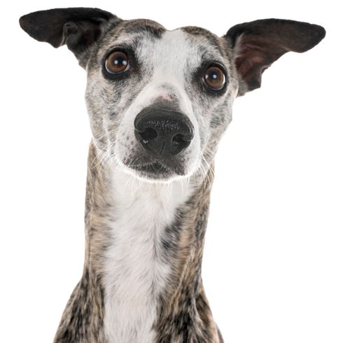 grau schwarzer Greyhound, englisch Greyhound, Hunderennen, Wettrennen mit Hunde, Hundewetten